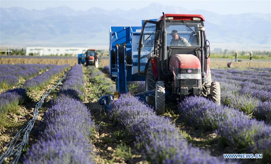 CHINA-XINJIANG-LAVENDER-HARVEST (CN)