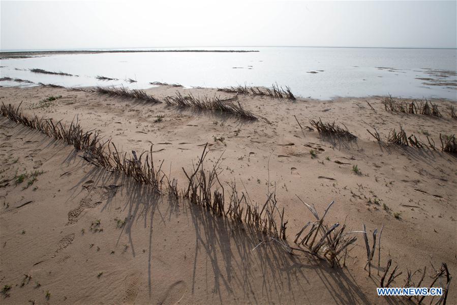 CHINA-INNER MONGOLIA-COLLEGE VOLUNTEER-DESERT CONTROL (CN)