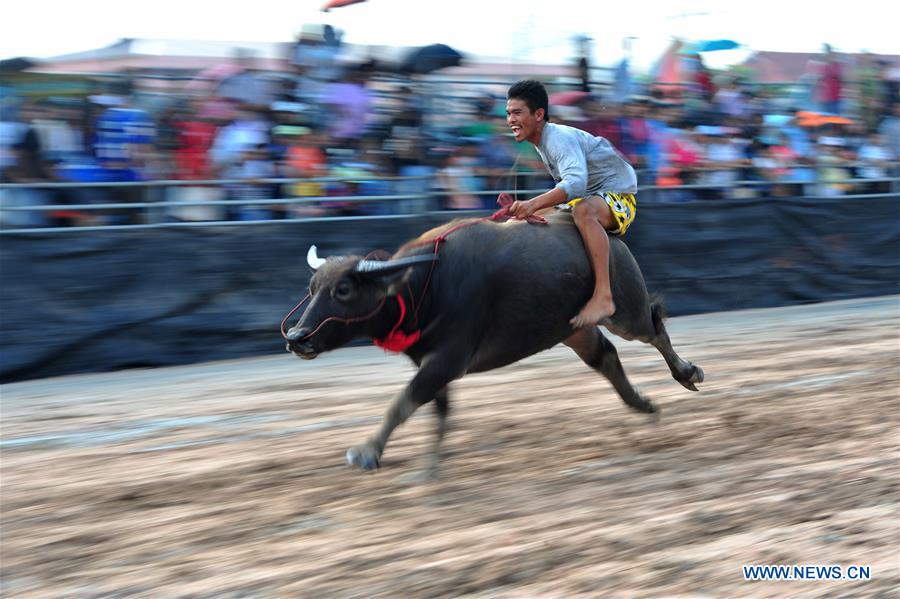 THAILAND-CHONBURI-BUFFALO RACING