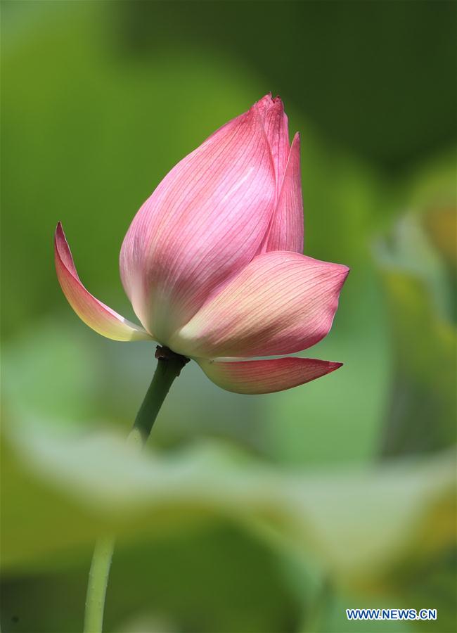 #CHINA-ANHUI-HUANGSHAN-LOTUS FLOWER (CN)