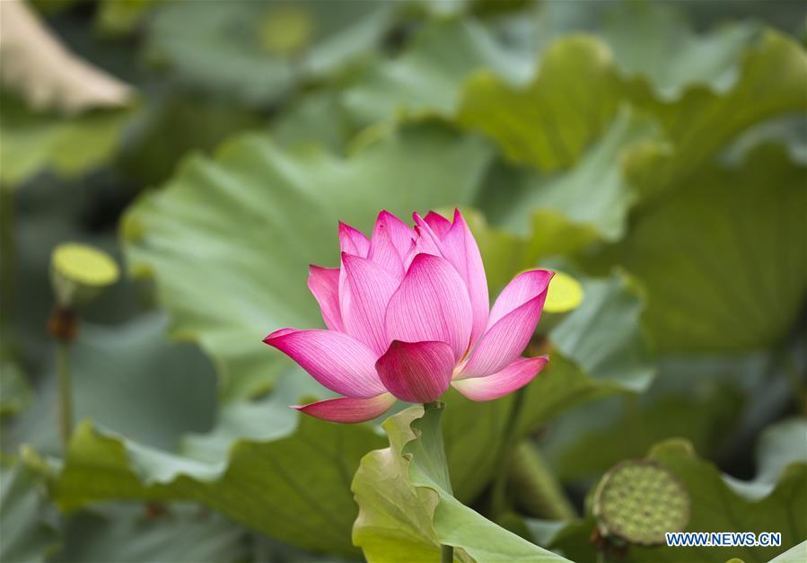 CHINA-ZHEJIANG-DEQING-WETLAND (CN)