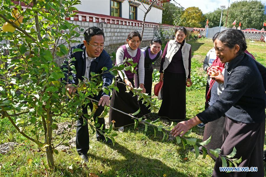 (InTibet) CHINA-TIBET-NYINGCHI-APPLE CULTIVATION PROFESSOR (CN)
