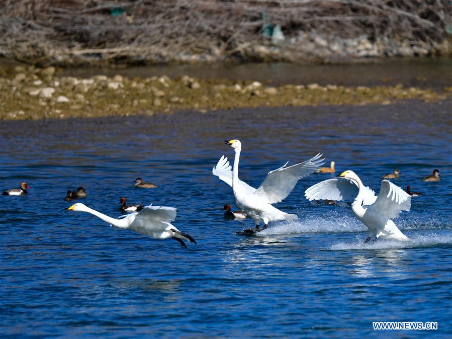 CHINA-QINGHAI-GUIDE-SWAN (CN)