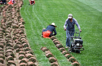 Need for turf in cities drives farmers into turf business in China's Anhui