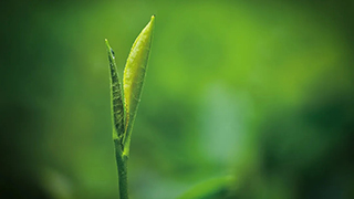 這片樹葉，改變了世界！