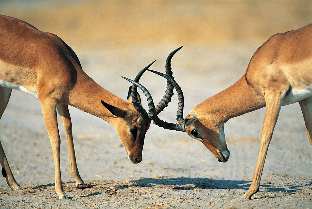 方正集團三高管接受調(diào)查 方正、政泉纏斗始末