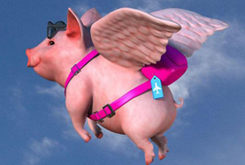 從尋風(fēng)、找豬到穿秋褲