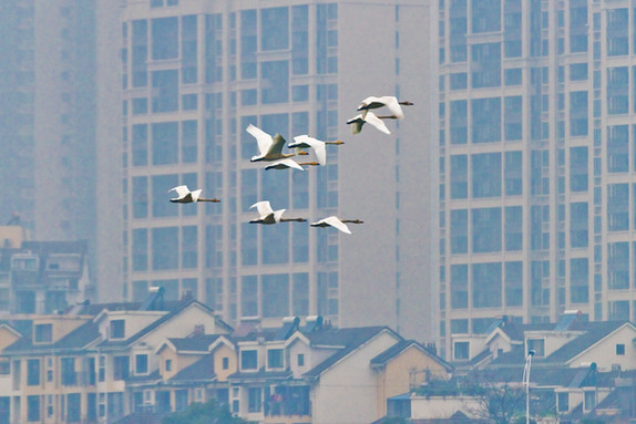 江西經(jīng)濟(jì)轉(zhuǎn)型求變：注入生態(tài)、創(chuàng)新、智能多重因子