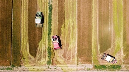 夏糧，穩(wěn)！