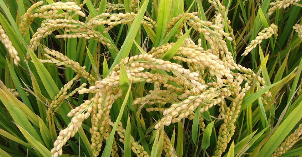 農(nóng)業(yè)部關(guān)于命名第一批國(guó)家農(nóng)產(chǎn)品質(zhì)量安全縣(市)的通知