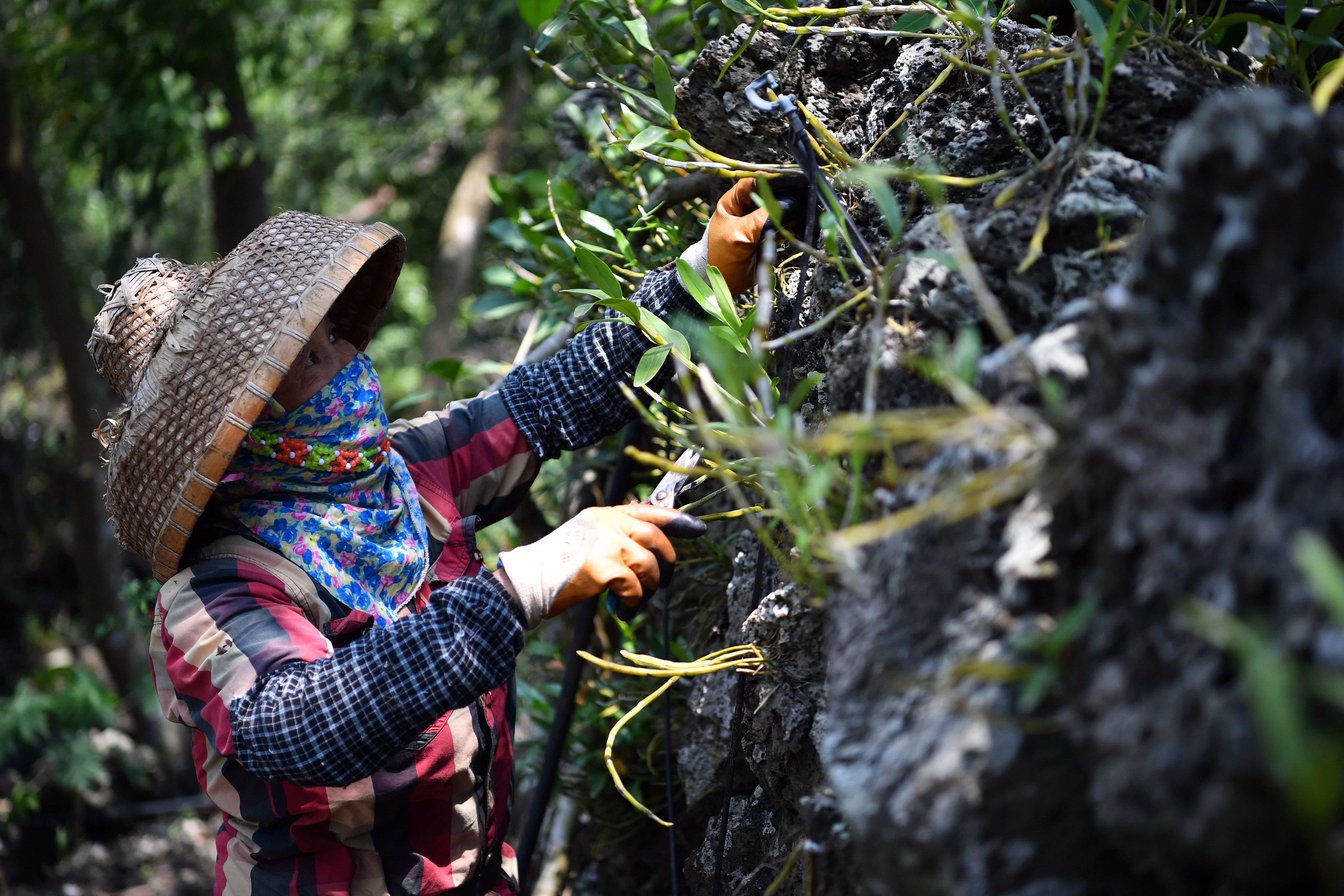 【圖集】海南施茶村：火山石上開(kāi)出幸?；? /></a>
            <p class=