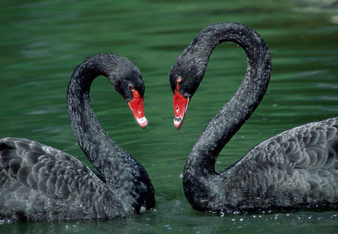 ?？低?ldquo;黑天鵝&rdquo;驚魂兩天