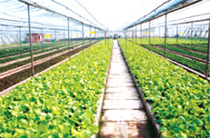 “三個覆蓋”力推農(nóng)村基礎設施建設