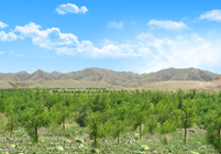 形成農(nóng)林牧、生態(tài)濕地等非主營業(yè)務