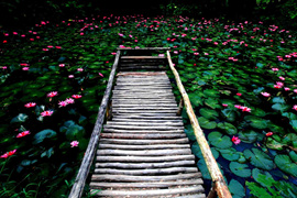 踱步花間，邂逅美麗