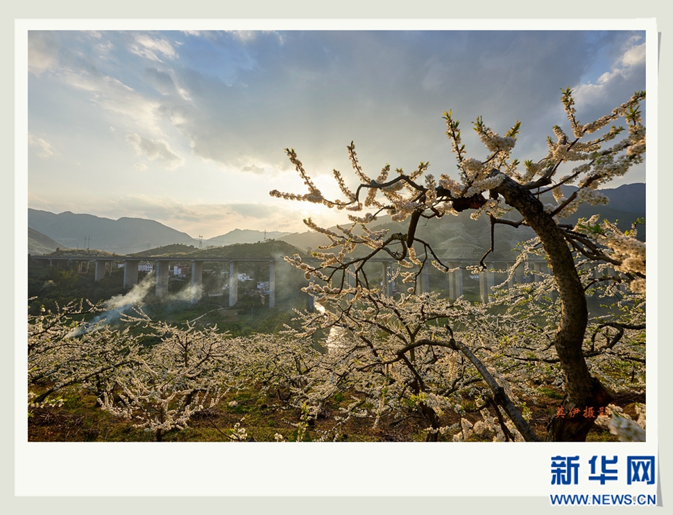 李花白，彩霞紅，春意濃