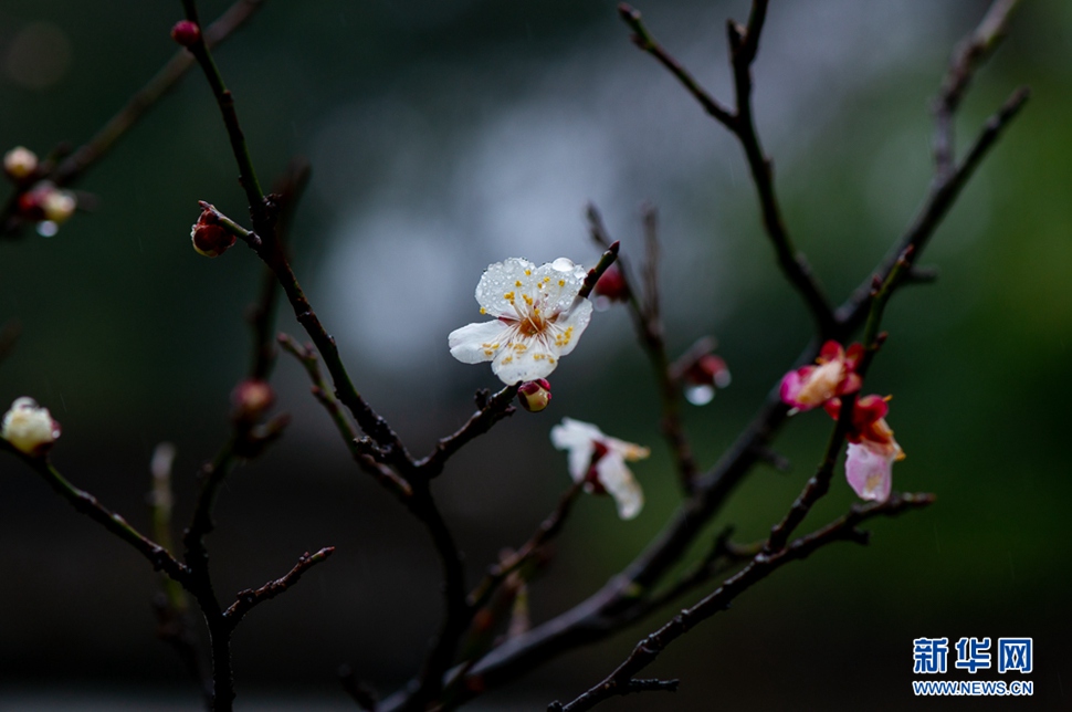 疏影橫斜，暗香浮動