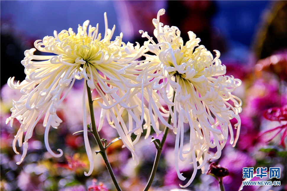 金秋時節(jié)，菊潤車城