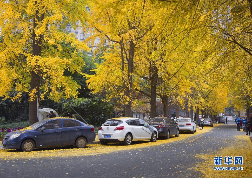 冬日暖陽，成都的銀杏已滿地