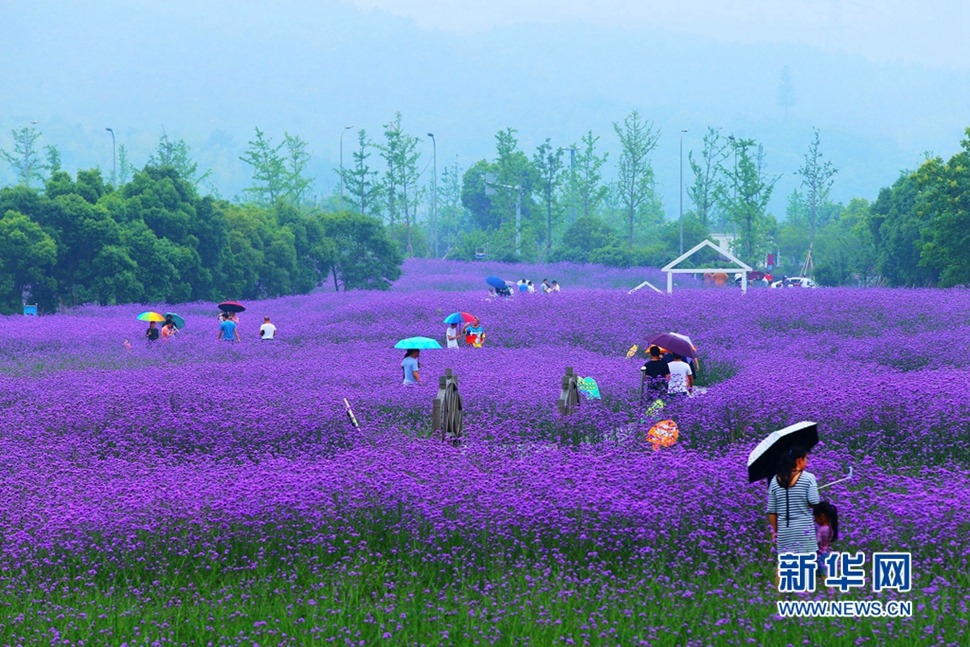 雨中游蓀湖花海，美翻了！