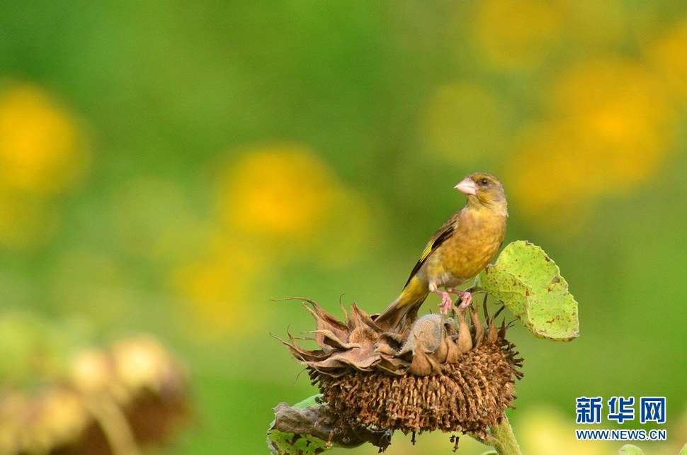 葵花籽上的金翅雀