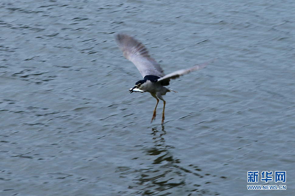 鷺鳥(niǎo)捕魚(yú)
