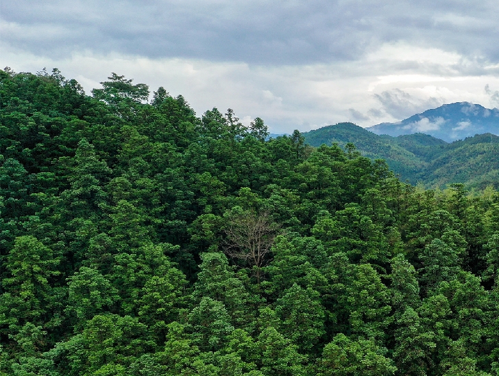 &ldquo;一顆杉木做到底&rdquo;洋口林場杉木育種科研團(tuán)隊