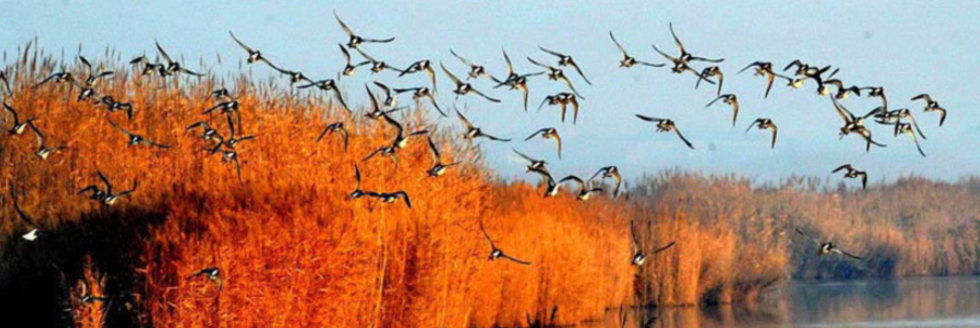 寧夏平羅 :環(huán)境好了 候鳥來(lái)了