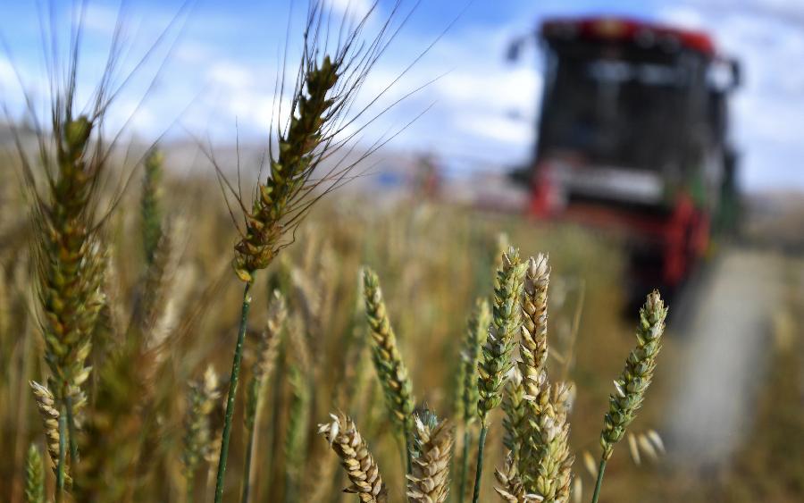 豐收的喜悅！看，各地秋收忙