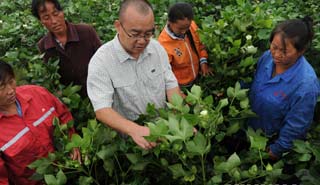 盧懷玉：當棉農(nóng)的感覺挺好！