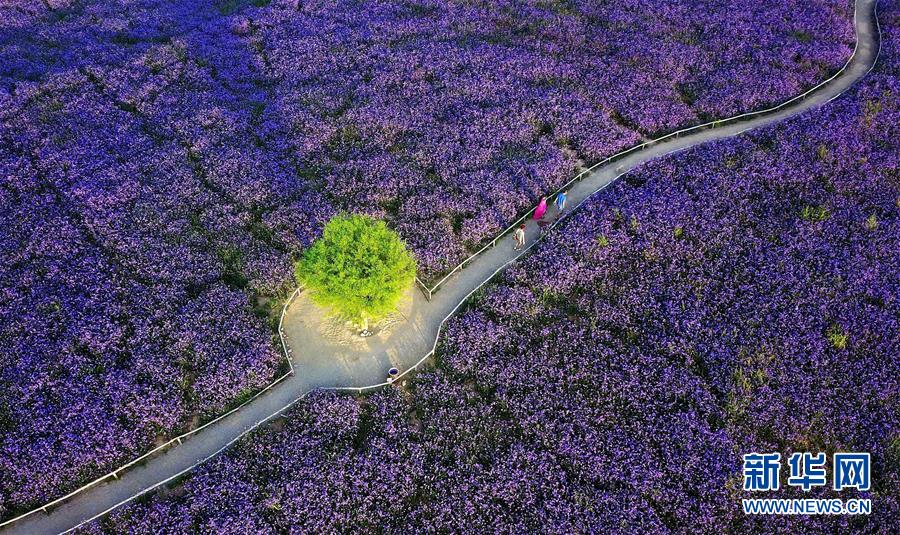 （十九大&middot;讀報(bào)告 話民生）（7）加快生態(tài)文明體制改革，建設(shè)美麗中國(guó)