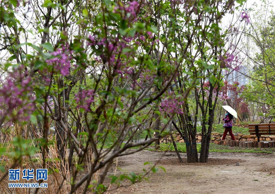 (在習(xí)近平新時代中國特色社會主義思想指引下——新時代新氣象新作為·新華全媒頭條·圖文互動)(4)最濃是這中國紅——北京市西城區(qū)弘揚(yáng)紅墻意識深化改革發(fā)展紀(jì)實