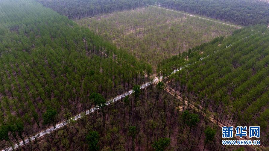 （在習(xí)近平新時(shí)代中國特色社會(huì)主義思想指引下&mdash;&mdash;新時(shí)代新氣象新作為&middot;圖文互動(dòng)）（1）河南民權(quán)：三代造林人接力68年播綠黃河故道