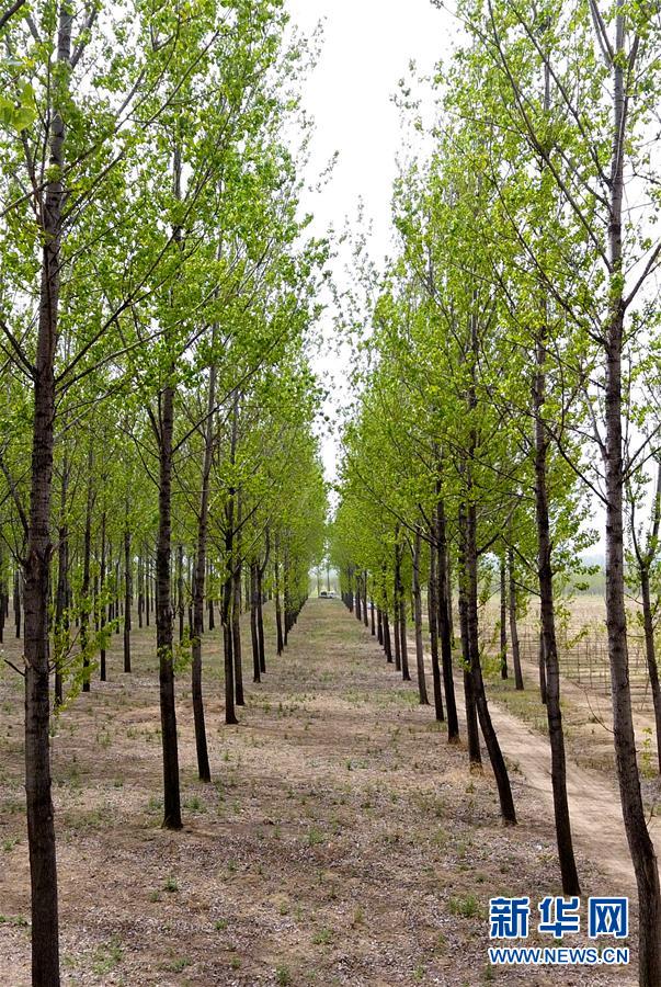 （在習(xí)近平新時(shí)代中國(guó)特色社會(huì)主義思想指引下&mdash;&mdash;新時(shí)代新氣象新作為&middot;圖文互動(dòng)）（6）河南民權(quán)：三代造林人接力68年播綠黃河故道