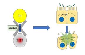 PI3P缺失導(dǎo)致上皮細(xì)胞連接破壞，最終招募中性粒細(xì)胞，發(fā)生急性炎癥