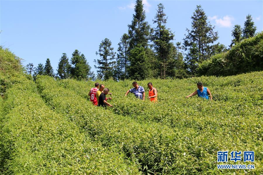 （新華全媒頭條&middot;圖文互動）（1）安吉白茶奔向扶貧一線&mdash;&mdash;浙江黃杜村農(nóng)民黨員先富幫后富向貧困地區(qū)捐贈&ldquo;扶貧苗&rdquo;