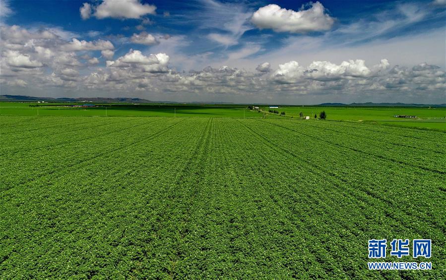 (經(jīng)濟)(1)綠染塞北農(nóng)田 展壩上現(xiàn)代農(nóng)業(yè)新姿