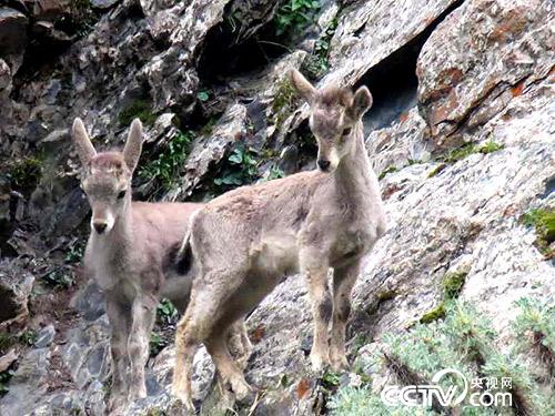久美扎西拍攝的野生動(dòng)物。