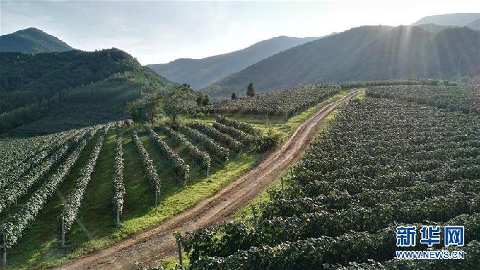 （百城百縣百企調(diào)研行&middot;圖文互動(dòng)）（7）吉林集安：邊陲&ldquo;綠色明珠&rdquo;為何如此閃亮？