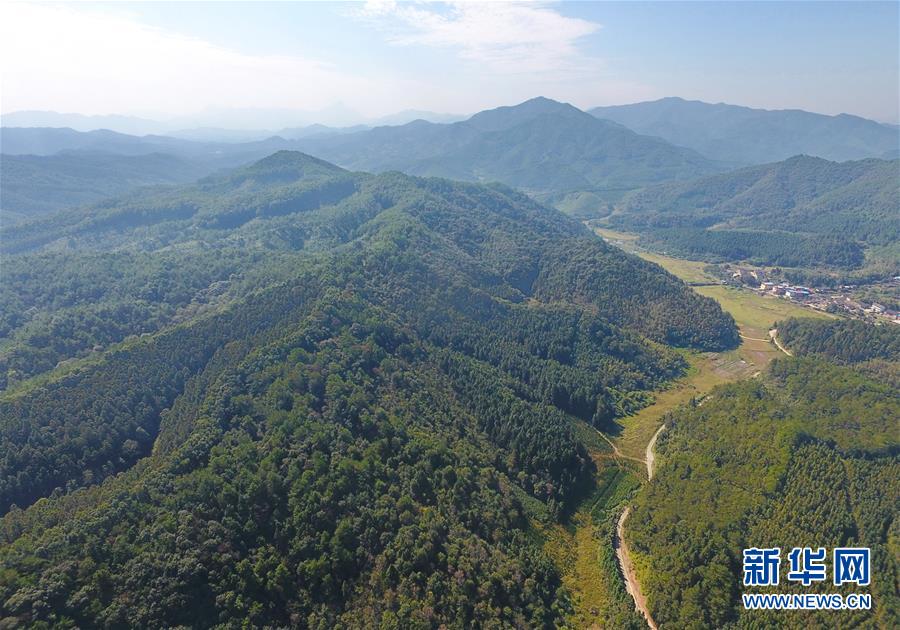 (在習(xí)近平新時(shí)代中國(guó)特色社會(huì)主義思想指引下·慶祝改革開(kāi)放40周年·綠色發(fā)展·圖文互動(dòng))(3)向陽(yáng)花木易為春——綠色發(fā)展之“木”的故事