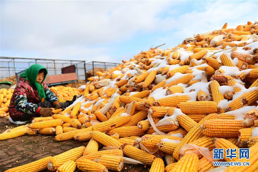 （在習近平新時代中國特色社會主義思想指引下&mdash;&mdash;新時代新作為新篇章&middot;鄉(xiāng)村振興戰(zhàn)略&middot;圖文互動）（1）吉林榆樹：產(chǎn)糧&ldquo;冠軍縣&rdquo;大旱之年從容應(yīng)對減產(chǎn)考驗