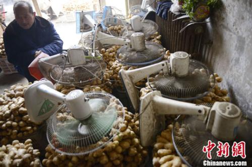 資料圖：山西太原蔬菜批發(fā)市場(chǎng)，姜販用多臺(tái)電風(fēng)扇風(fēng)干新鮮潮濕的生姜。<a target='_blank' ><p  align=
