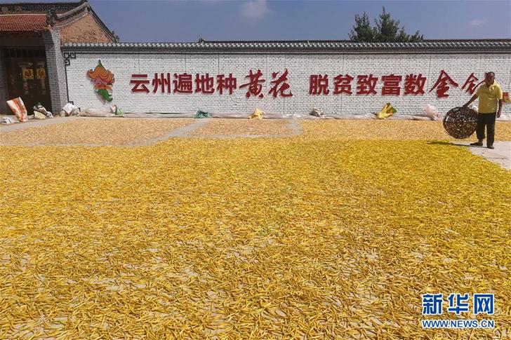 （在習(xí)近平新時(shí)代中國(guó)特色社會(huì)主義思想指引下&mdash;&mdash;新時(shí)代新作為新篇章&middot;鄉(xiāng)村振興戰(zhàn)略&middot;圖文互動(dòng)）（2）一株忘憂草，萬(wàn)家喜眉梢&mdash;&mdash;山西省大同市云州區(qū)黃花產(chǎn)業(yè)扶貧觀察