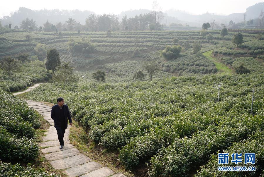 (在習(xí)近平新時(shí)代中國(guó)特色社會(huì)主義思想指引下——新時(shí)代新作為新篇章·鄉(xiāng)村振興戰(zhàn)略·圖文互動(dòng))(1)老支書(shū)王興強(qiáng)的新“茶事”