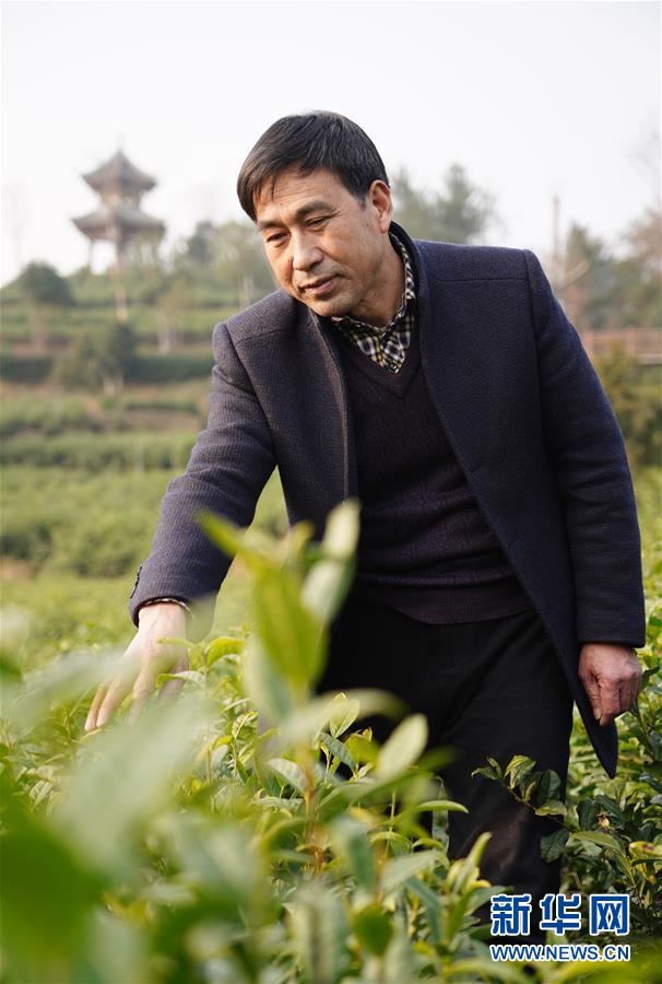 (在習(xí)近平新時(shí)代中國(guó)特色社會(huì)主義思想指引下——新時(shí)代新作為新篇章·鄉(xiāng)村振興戰(zhàn)略·圖文互動(dòng))(3)老支書(shū)王興強(qiáng)的新“茶事”