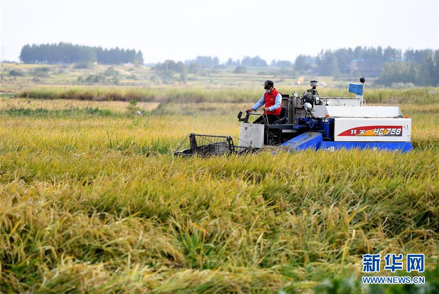 （新華全媒頭條&middot;愛國情 奮斗者&middot;圖文互動）（6）一個村的奮斗，一個時代的巨變&mdash;&mdash;記敢&ldquo;蹚新路&rdquo;的小崗人