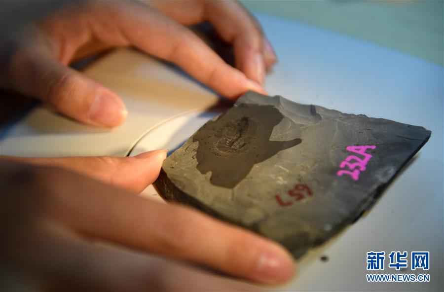 （新華全媒頭條&middot;圖文互動(dòng)）（8）探尋5億年前&ldquo;生命大爆炸&rdquo;之奧秘&mdash;&mdash;中國(guó)科學(xué)家發(fā)現(xiàn)寒武紀(jì)&ldquo;化石寶庫(kù)&rdquo;清江生物群紀(jì)實(shí)