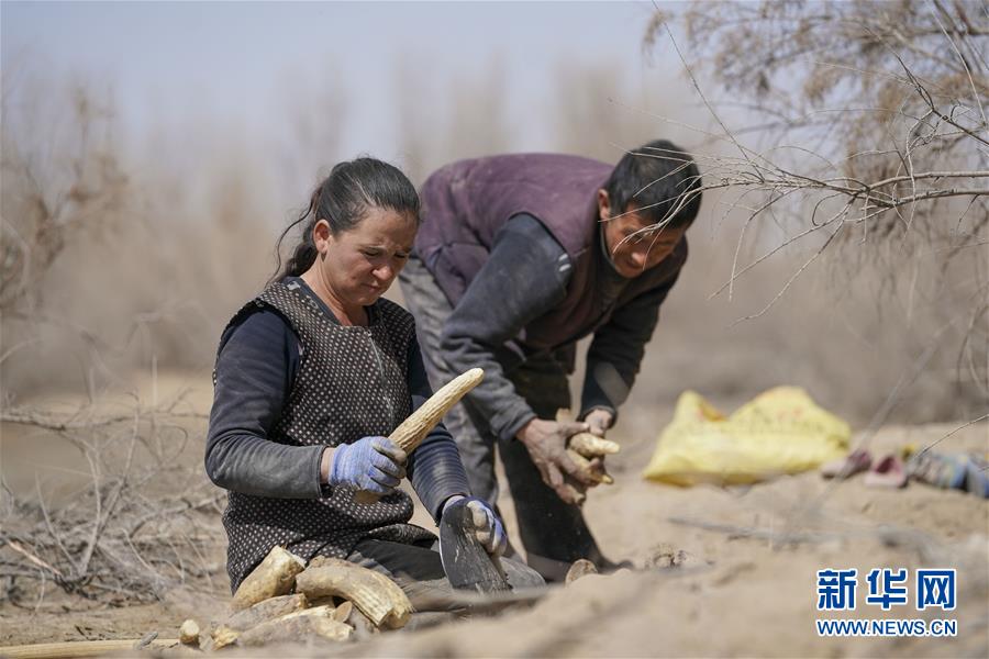 （新華全媒頭條&middot;圖文互動）（6）一步千年，&ldquo;最后的沙漠部落&rdquo;遷入新家園