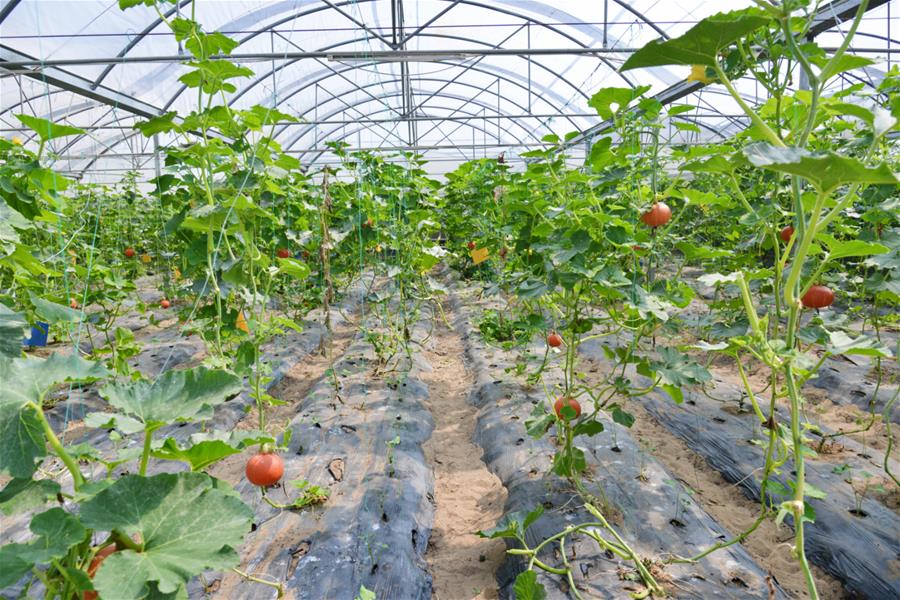 (新華全媒頭條·北京世園會(huì)·圖文互動(dòng))(16)建設(shè)美麗中國 共筑綠色家園——寫在2019年中國北京世界園藝博覽會(huì)開幕之際