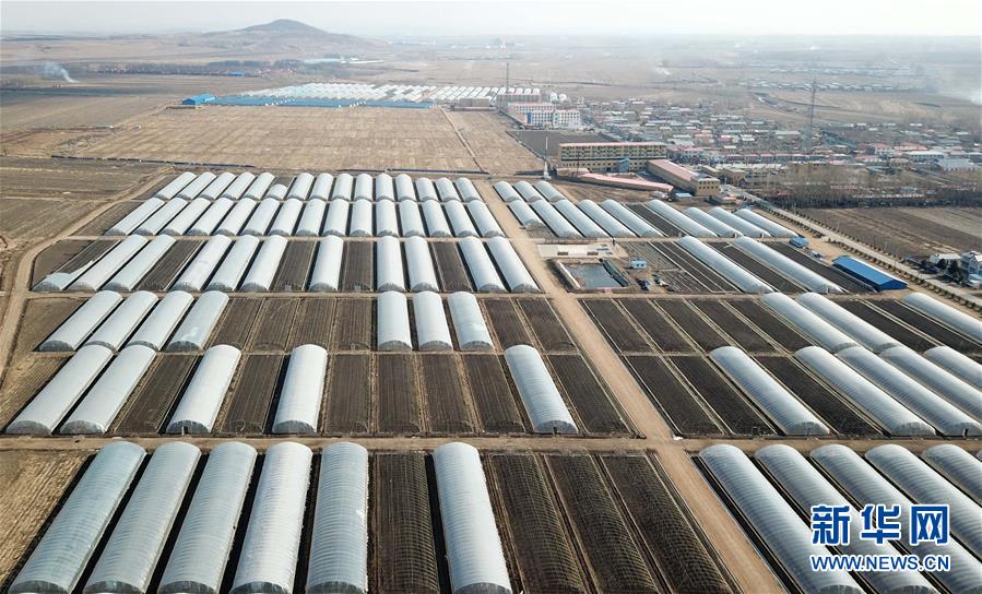 （壯麗70年　奮斗新時(shí)代&mdash;&mdash;推動(dòng)高質(zhì)量發(fā)展調(diào)研行&middot;圖文互動(dòng)）（1）黑龍江賓縣：&ldquo;北菜南銷&rdquo;演繹結(jié)構(gòu)調(diào)整&ldquo;大文章&rdquo; 